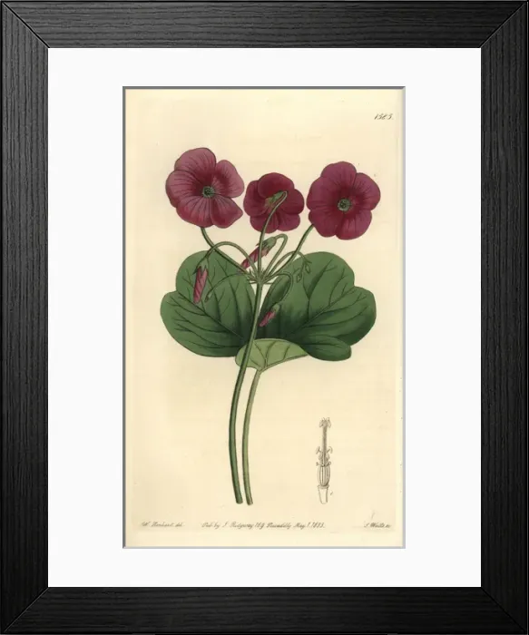 Framed Print : Cape shamrock or Bowies woodsorrel, Oxalis bowiei Framed Print : Cape shamrock or Bowies woodsorrel, Oxalis bowiei