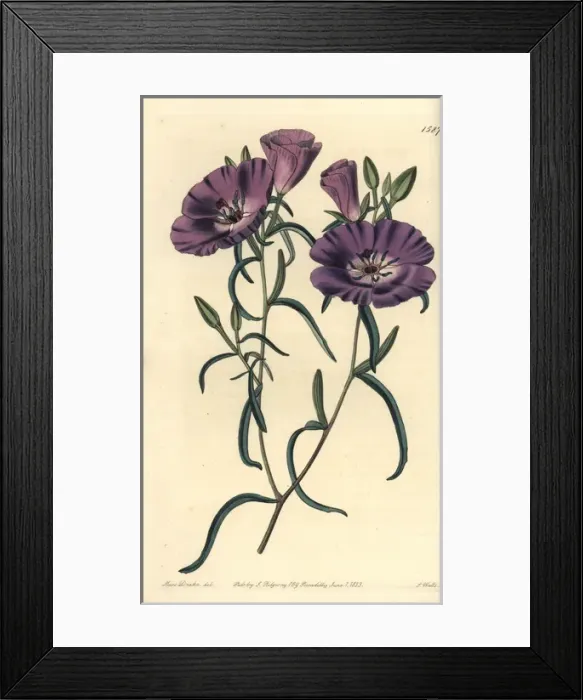Framed Print : Clarkia tenella subsp tenella Framed Print : Clarkia tenella subsp tenella