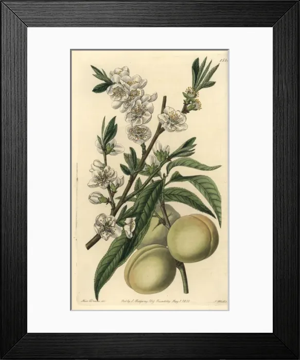 Framed Print : White peach, Amygdalus persica alba Framed Print : White peach, Amygdalus persica alba