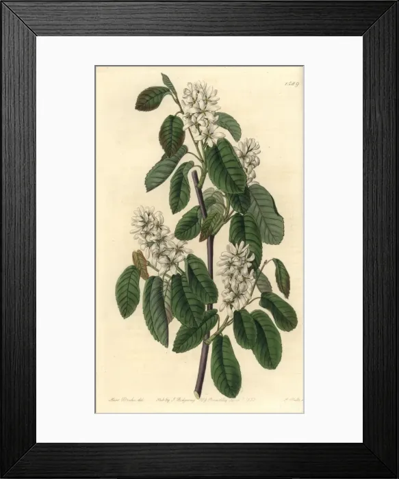 Framed Print : Florida serviceberry, Amelanchier alnifolia subsp florida Framed Print : Florida serviceberry, Amelanchier alnifolia subsp florida