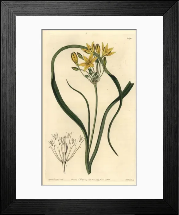 Framed Print : Yellow prettyface, Triteleia ixioides subsp ixioides Framed Print : Yellow prettyface, Triteleia ixioides subsp ixioides