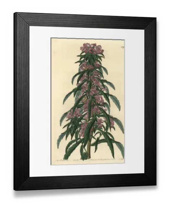 Framed Print : Denseflower willowherb, Boisduvalia densiflora Framed Print : Denseflower willowherb, Boisduvalia densiflora