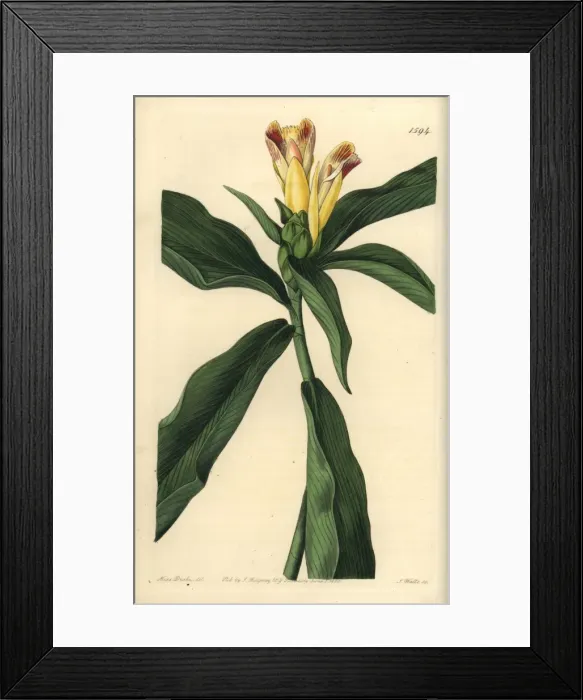 Framed Print : Variegated-flowered costus, Costus pictus Framed Print : Variegated-flowered costus, Costus pictus