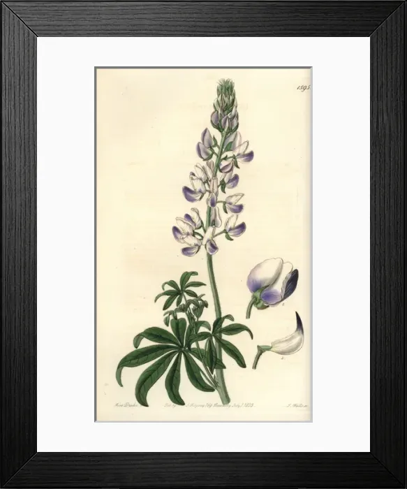 Framed Print : Riverbank lupine, Lupinus rivularis Framed Print : Riverbank lupine, Lupinus rivularis