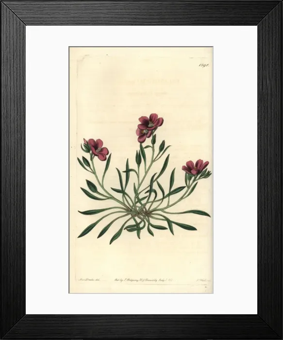 Framed Print : Fringed redmaid, Calandrinia ciliata Framed Print : Fringed redmaid, Calandrinia ciliata