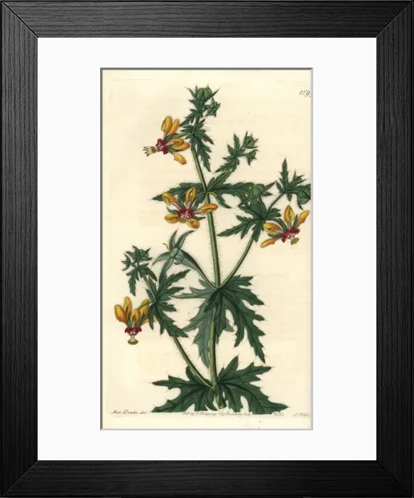 Framed Print : Ortiga brava, Loasa tricolor Framed Print : Ortiga brava, Loasa tricolor