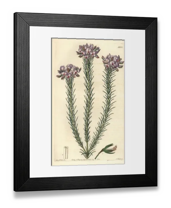 Framed Print : Gompholobium confertum Framed Print : Gompholobium confertum