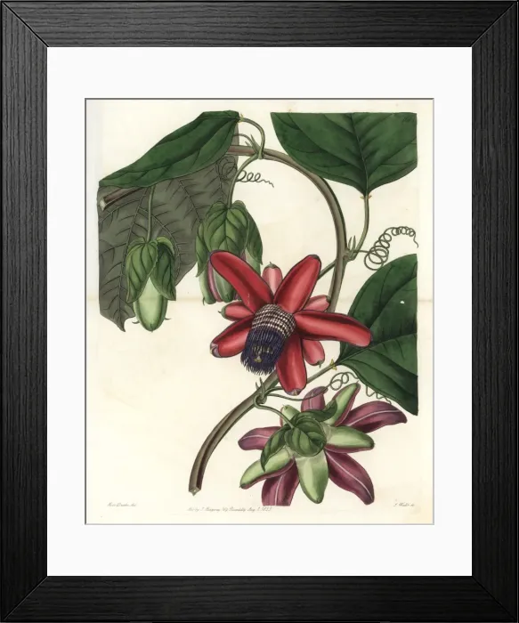 Framed Print : Crimson winged-stem passionflower, Passiflora alata Framed Print : Crimson winged-stem passionflower, Passiflora alata
