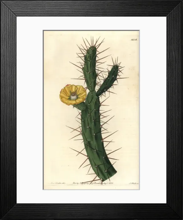 Framed Print : Tiger pear, Opuntia aurantiaca Framed Print : Tiger pear, Opuntia aurantiaca