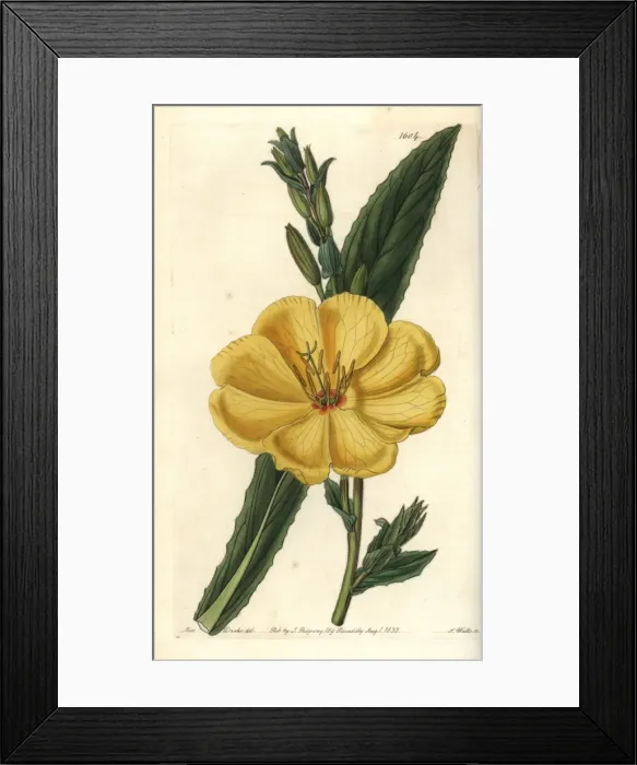 Framed Print : Redsepal evening primrose, Oenothera glazioviana Framed Print : Redsepal evening primrose, Oenothera glazioviana