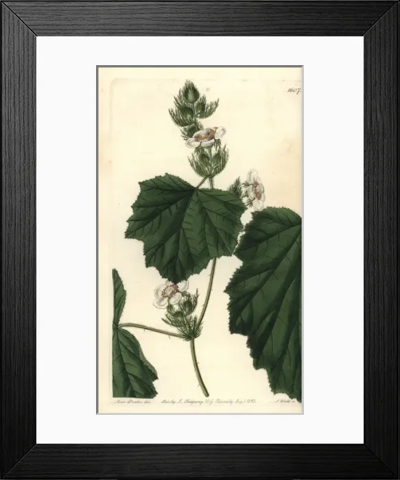 Framed Print : Dewy bramble, Rubus alceifolius Framed Print : Dewy bramble, Rubus alceifolius