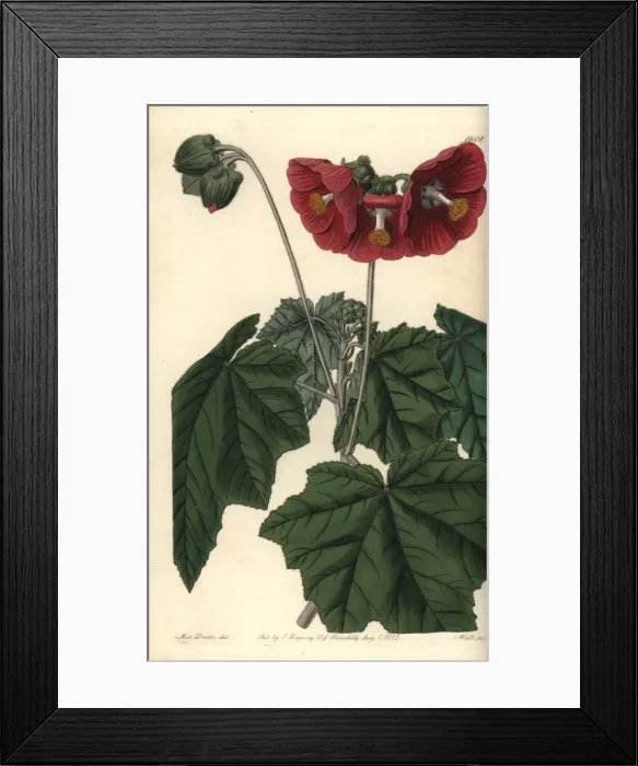 Framed Print : Umbel-flowered mallow, Phymosia umbellata Framed Print : Umbel-flowered mallow, Phymosia umbellata
