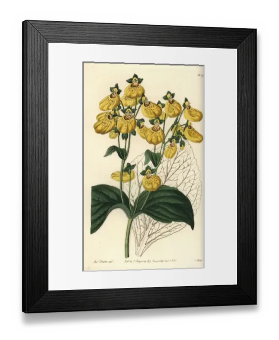 Framed Print : Crenate-flowered calceolaria, Calceolaria crenatiflora Framed Print : Crenate-flowered calceolaria, Calceolaria crenatiflora