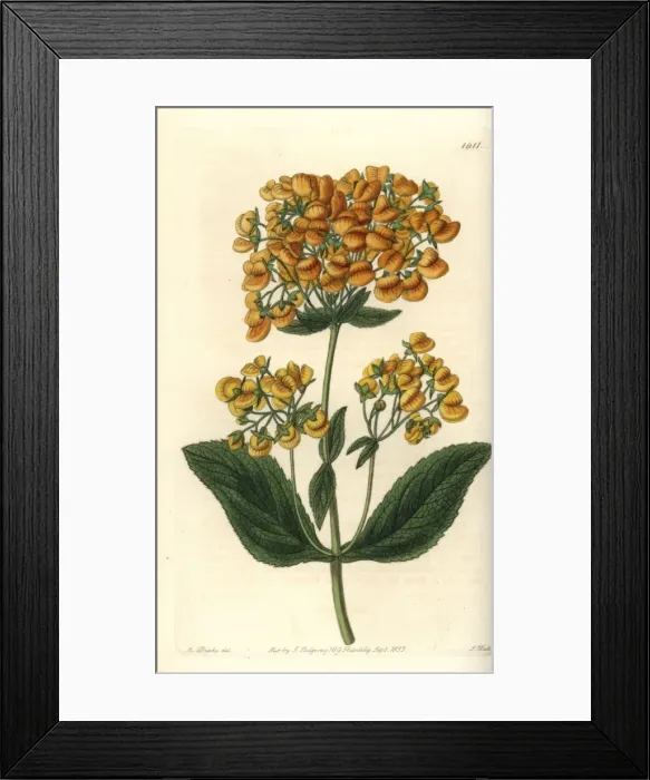 Framed Print : Clammy calceolaria, Calceolaria viscosissima Framed Print : Clammy calceolaria, Calceolaria viscosissima