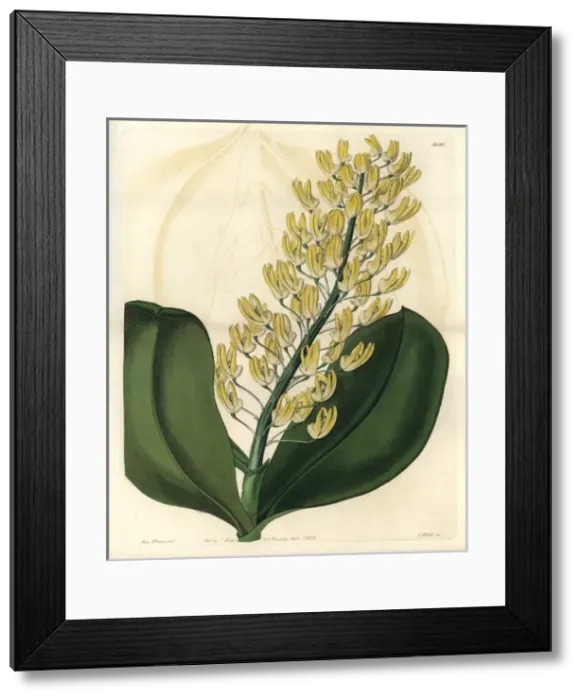 Framed Print : Shewy dendrobium orchid, Dendrobium speciosum Framed Print : Shewy dendrobium orchid, Dendrobium speciosum