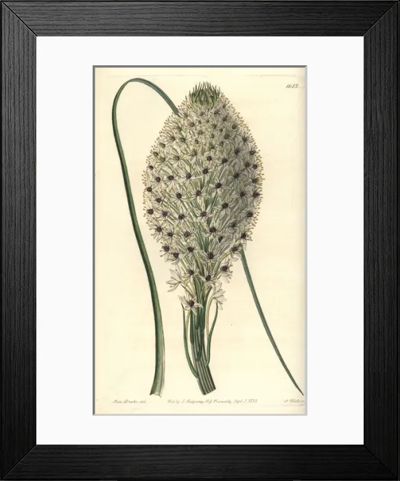 Framed Print : Turkey beard, Xerophyllum asphodeloides Framed Print : Turkey beard, Xerophyllum asphodeloides