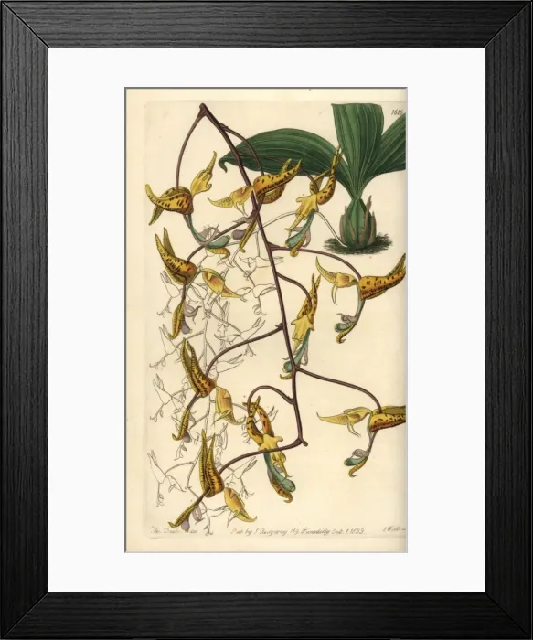 Framed Print : Spotted gongora orchid, Gongora maculata Framed Print : Spotted gongora orchid, Gongora maculata