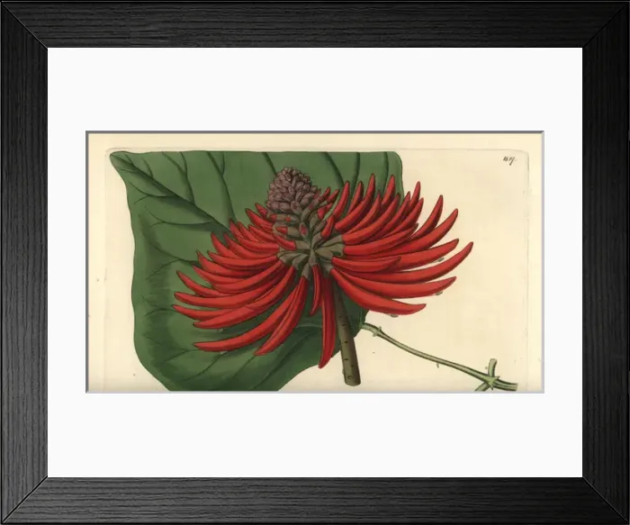 Framed Print : Erythrina speciosa Framed Print : Erythrina speciosa