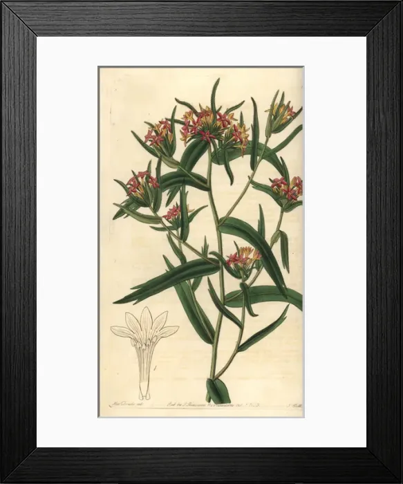 Framed Print : Mountain trumpet flower, Collomia biflora Framed Print : Mountain trumpet flower, Collomia biflora