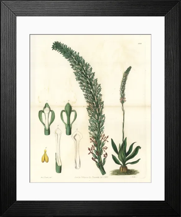 Framed Print : Lizards tongue orchid, Sauroglossum nitidum Framed Print : Lizards tongue orchid, Sauroglossum nitidum