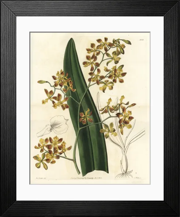Framed Print : Encyclia oncidioides orchid Framed Print : Encyclia oncidioides orchid
