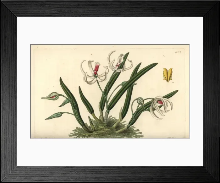 Framed Print : Two-coloured leptotes orchid, Leptotes bicolor Framed Print : Two-coloured leptotes orchid, Leptotes bicolor