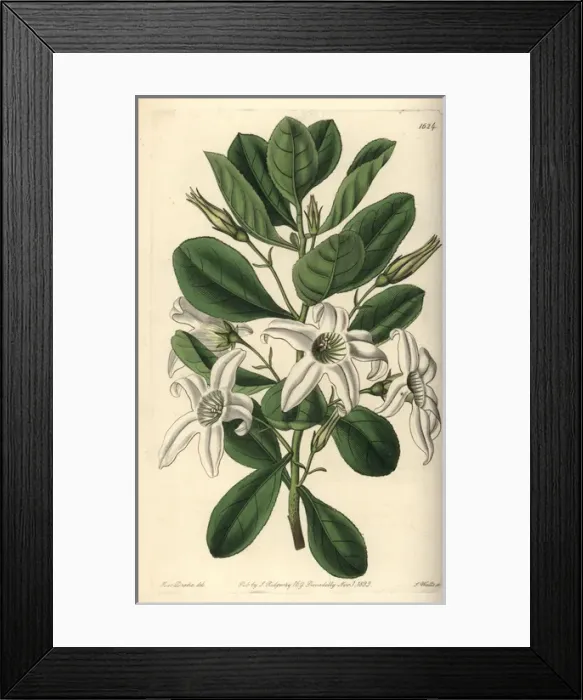 Framed Print : Sticky tailflower or clammy anthocercis, Anthocercis Framed Print : Sticky tailflower or clammy anthocercis, Anthocercis