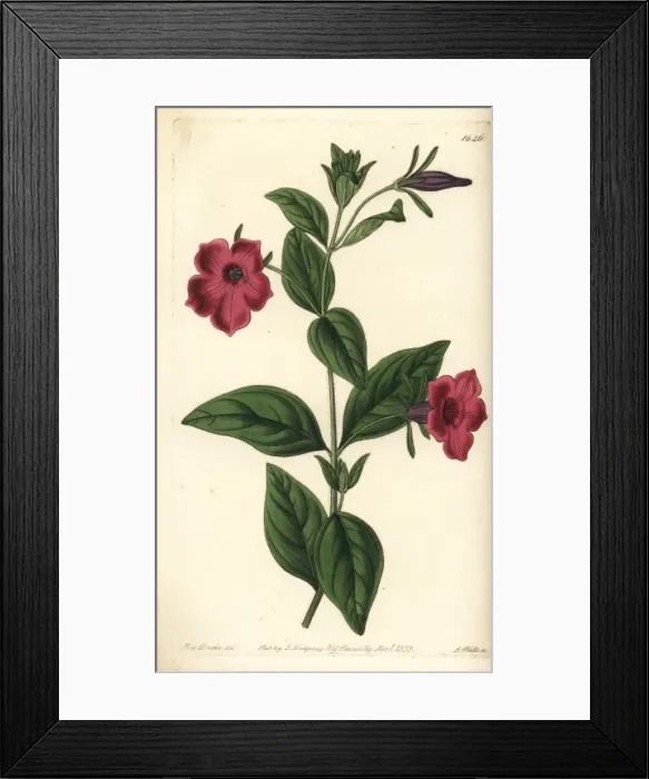 Framed Print : Violet-flowered petunia, Petunia integrifolia Framed Print : Violet-flowered petunia, Petunia integrifolia