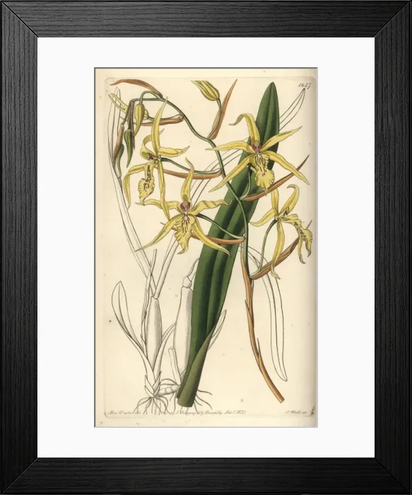 Framed Print : Yellowish miltonia orchid, Miltonia flavescens Framed Print : Yellowish miltonia orchid, Miltonia flavescens