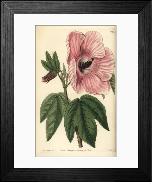 Framed Print : Splendid hibiscus, Hibiscus splendens Framed Print : Splendid hibiscus, Hibiscus splendens