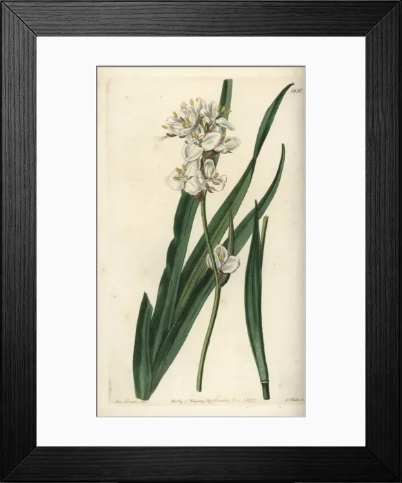 Framed Print : Snowy mermaid, Libertia chilensis Framed Print : Snowy mermaid, Libertia chilensis
