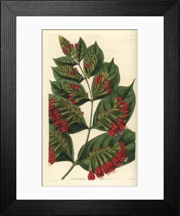 Framed Print : Large-flowered bushwillow, Combretum grandiflorum Framed Print : Large-flowered bushwillow, Combretum grandiflorum
