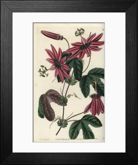 Framed Print : Crimson passionflower, Passiflora kermesina Framed Print : Crimson passionflower, Passiflora kermesina