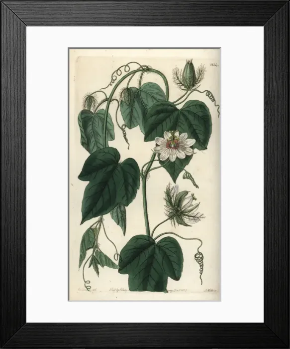 Framed Print : Stinking passionflower, Passiflora foetida var gossypiifolia Framed Print : Stinking passionflower, Passiflora foetida var gossypiifolia