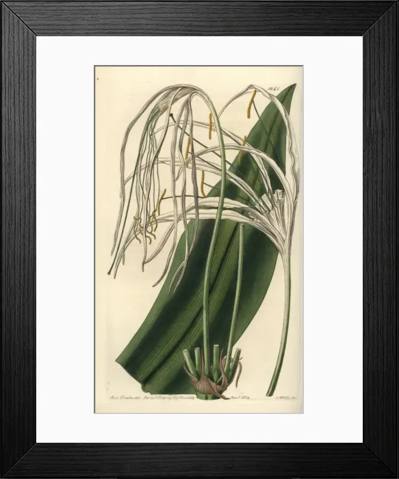 Framed Print : Beach spider lily, Hymenocallis littoralis Framed Print : Beach spider lily, Hymenocallis littoralis