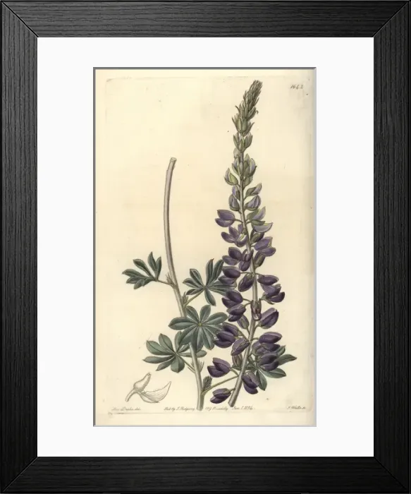 Framed Print : Silver or white-leaved lupine, Lupinus albifrons Framed Print : Silver or white-leaved lupine, Lupinus albifrons