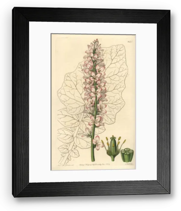 Framed Print : Sowthistle-leaved francoa, Francoa appendiculata Framed Print : Sowthistle-leaved francoa, Francoa appendiculata