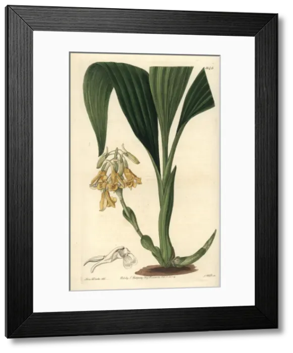 Framed Print : Clustered calanthe orchid, Calanthe densiflora Framed Print : Clustered calanthe orchid, Calanthe densiflora