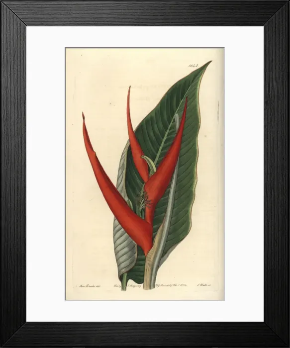 Framed Print : Powdered heliconia, Heliconia farinosa Framed Print : Powdered heliconia, Heliconia farinosa