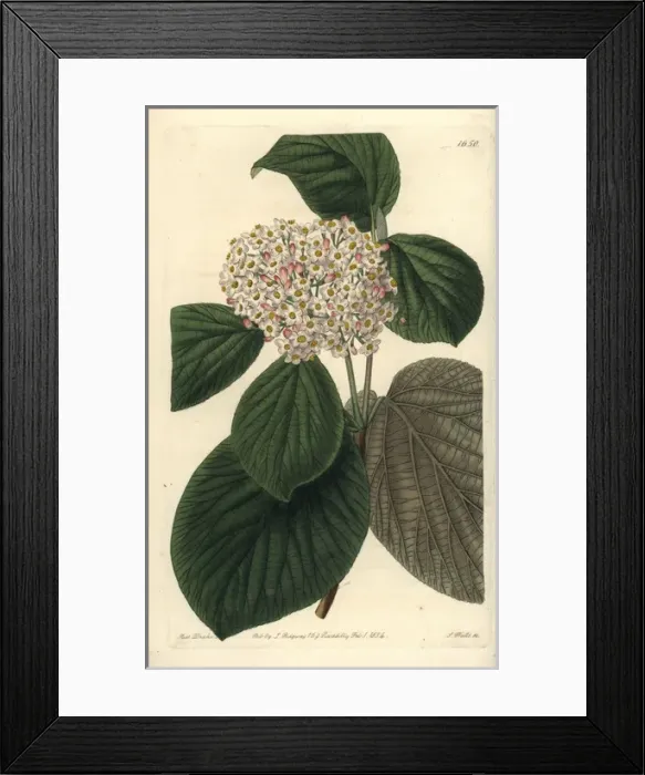 Framed Print : Quince-leaved wayfaring tree, Viburnum cotinifolium Framed Print : Quince-leaved wayfaring tree, Viburnum cotinifolium