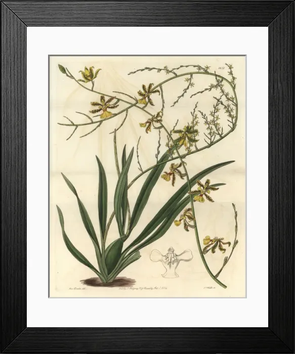 Framed Print : Oncidium baueri orchid Framed Print : Oncidium baueri orchid