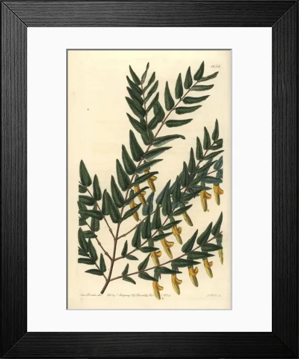 Framed Print : Smooth-branched scottia, Scottia laevis Framed Print : Smooth-branched scottia, Scottia laevis