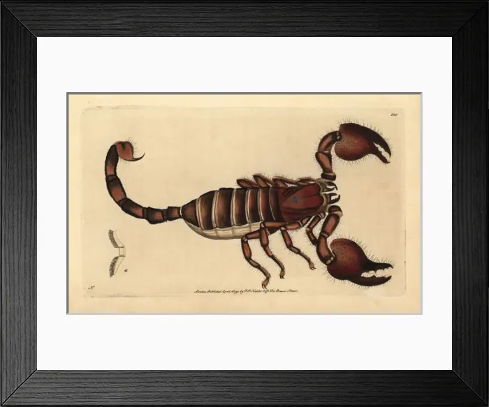 Framed Print : Giant forest scorpion, Heterometrus indus Framed Print : Giant forest scorpion, Heterometrus indus