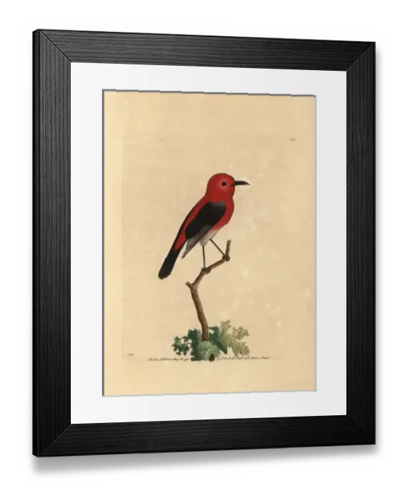 Framed Print : Cardinal myzomela, Myzomela cardinalis Framed Print : Cardinal myzomela, Myzomela cardinalis