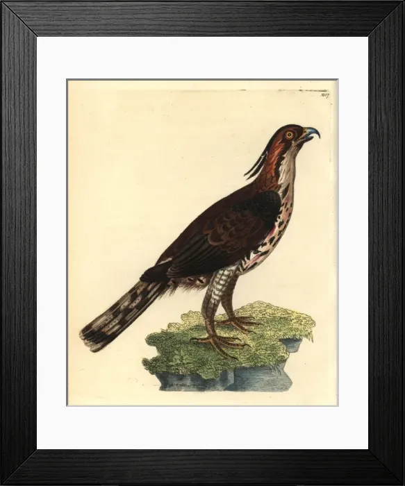 Framed Print : Ornate hawk-eagle from Shaw and Nodders -Naturalist s Framed Print : Ornate hawk-eagle from Shaw and Nodders -Naturalist s