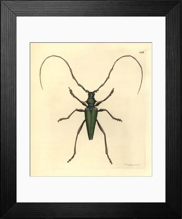 Framed Print : Lady Capricorn beetle, Callichroma virens Framed Print : Lady Capricorn beetle, Callichroma virens