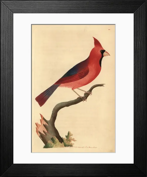Framed Print : Northern cardinal, Cardinalis cardinalis Framed Print : Northern cardinal, Cardinalis cardinalis