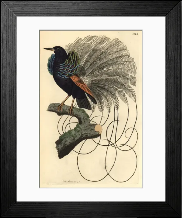 Framed Print : Le Nebuleux bird of paradise, Paradisea nigricans Framed Print : Le Nebuleux bird of paradise, Paradisea nigricans