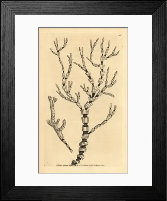 Framed Print : Black and white coral, Isis hippuris Framed Print : Black and white coral, Isis hippuris