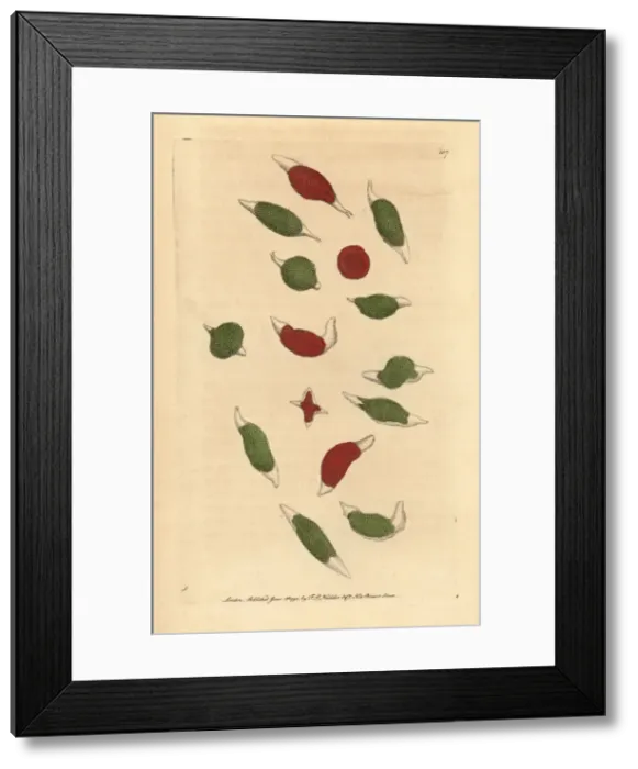 Framed Print : Changeable cercaria, Cercaria mutabilis Framed Print : Changeable cercaria, Cercaria mutabilis